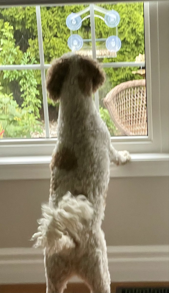 createurownart's tweet image. Mum, mum, mum!!!
Look what’s at the bird feeder!👀

#SundayVibes
#SundaySurprise 
#DogsOfX
#CatsOfX