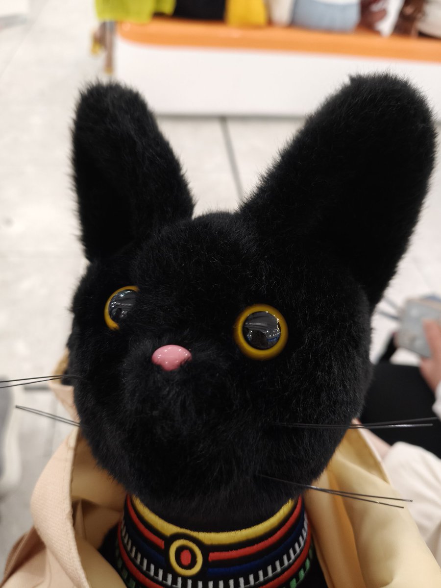 ちびシエルを連れて香港に行ってきた！とっても可愛いエジプトの猫ちゃんに出会った🐾（可愛すぎて財布を犠牲にし、子猫を連れて帰った😇）
#しえるれたー