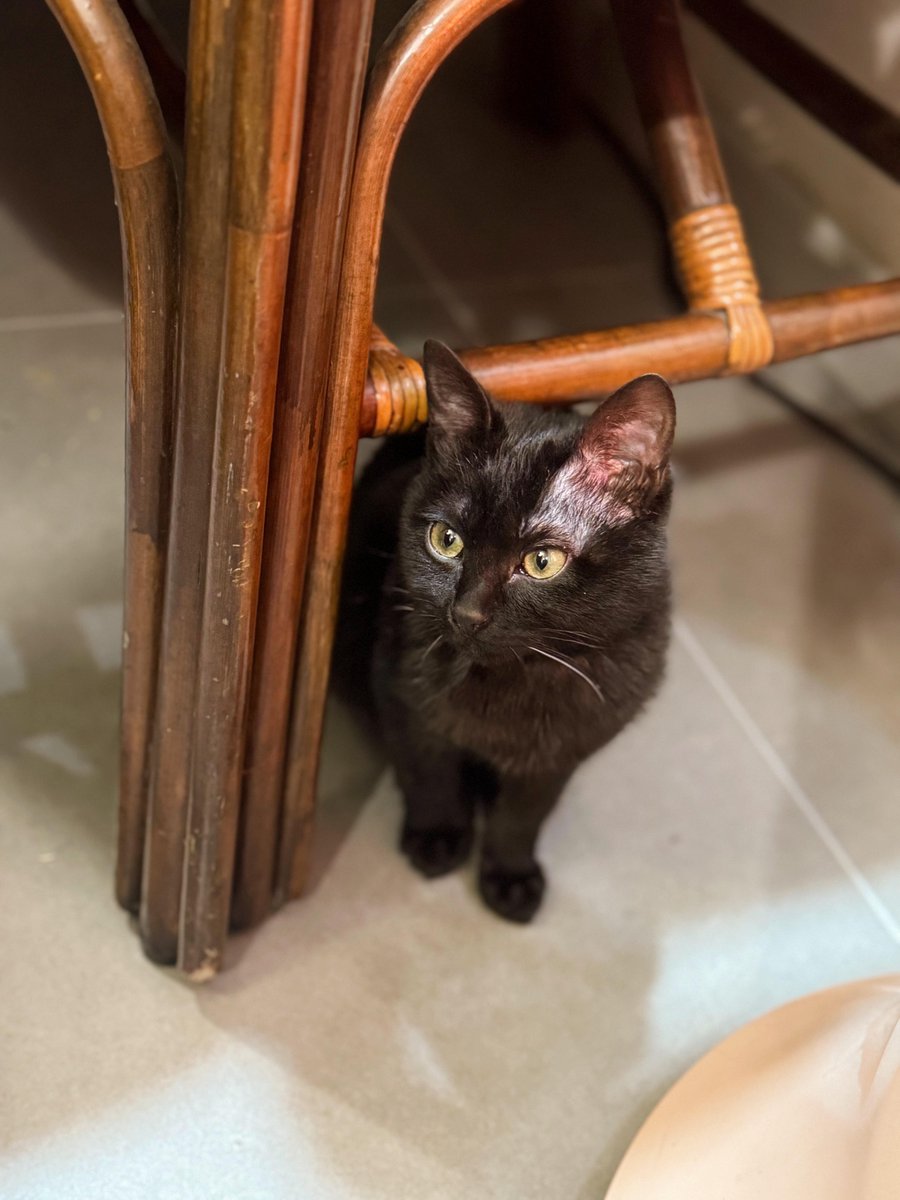ShannonWalskl's tweet photo. とっても可愛い黒猫ちゃんですね。まるで霊感があるみたい。🐈‍⬛ https://t.co/Y0QGcuRlwE