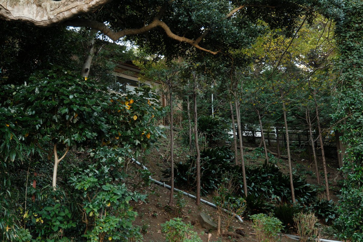 kamakura miss u