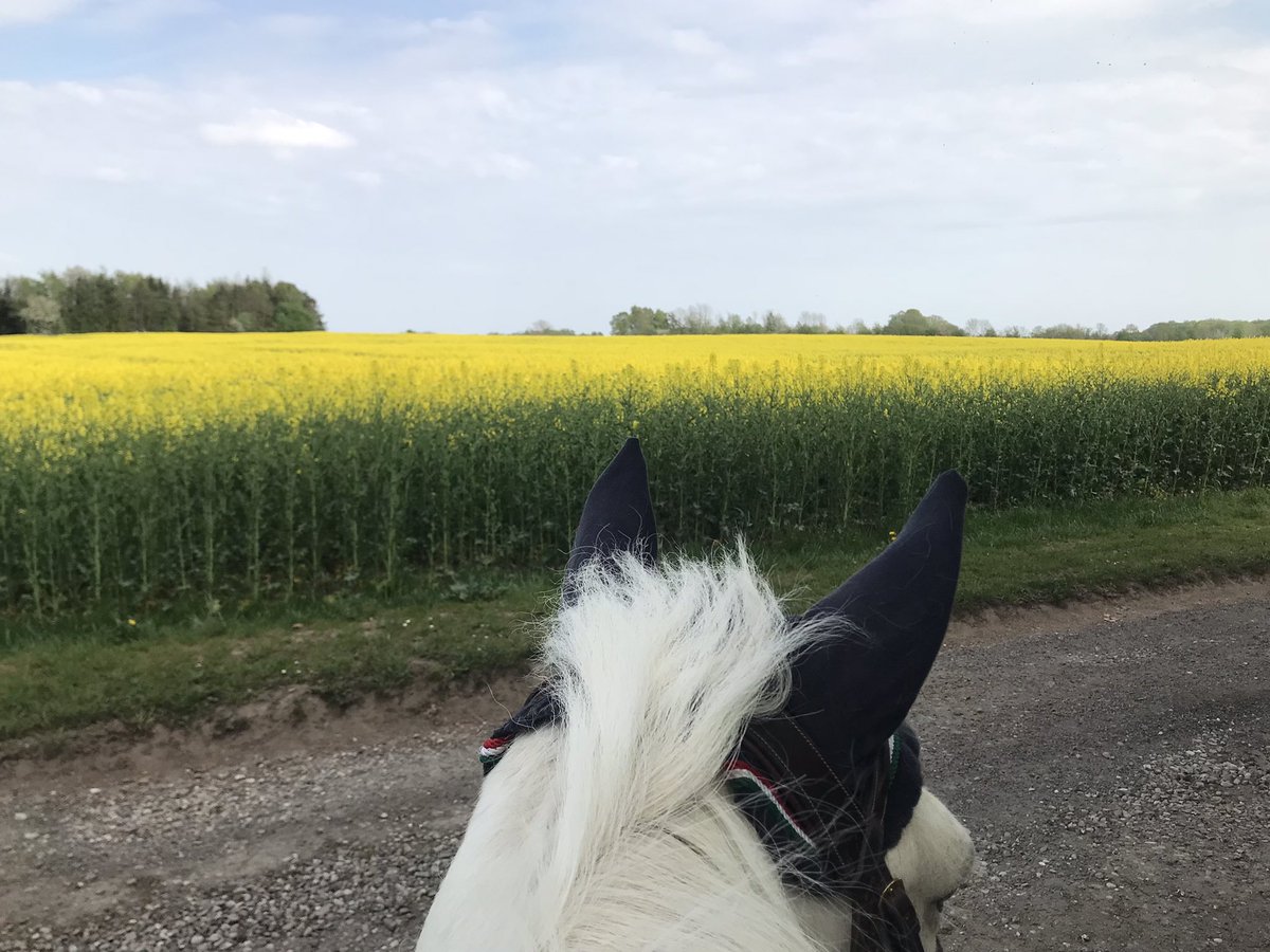 SHETLAND PONY BOOK tweet media
