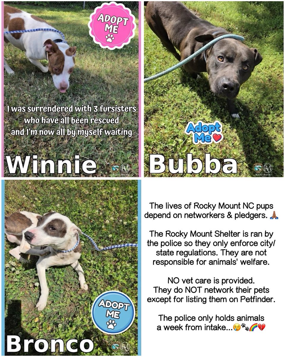 Dubs4Mutts's tweet image. 🚨 Petfinder ⛓️‍💥😤 Update 🚨
✨Bubba 💙 Winnie 🌸 Bronco 🩵
Rocky Mount, North Carolina 
These 3 doggies are now PAST their deadlines &amp;amp; all their links have been updated. They have NOT been adopted or rescued‼️ We tried to post new links. Please help us share for forever homes.