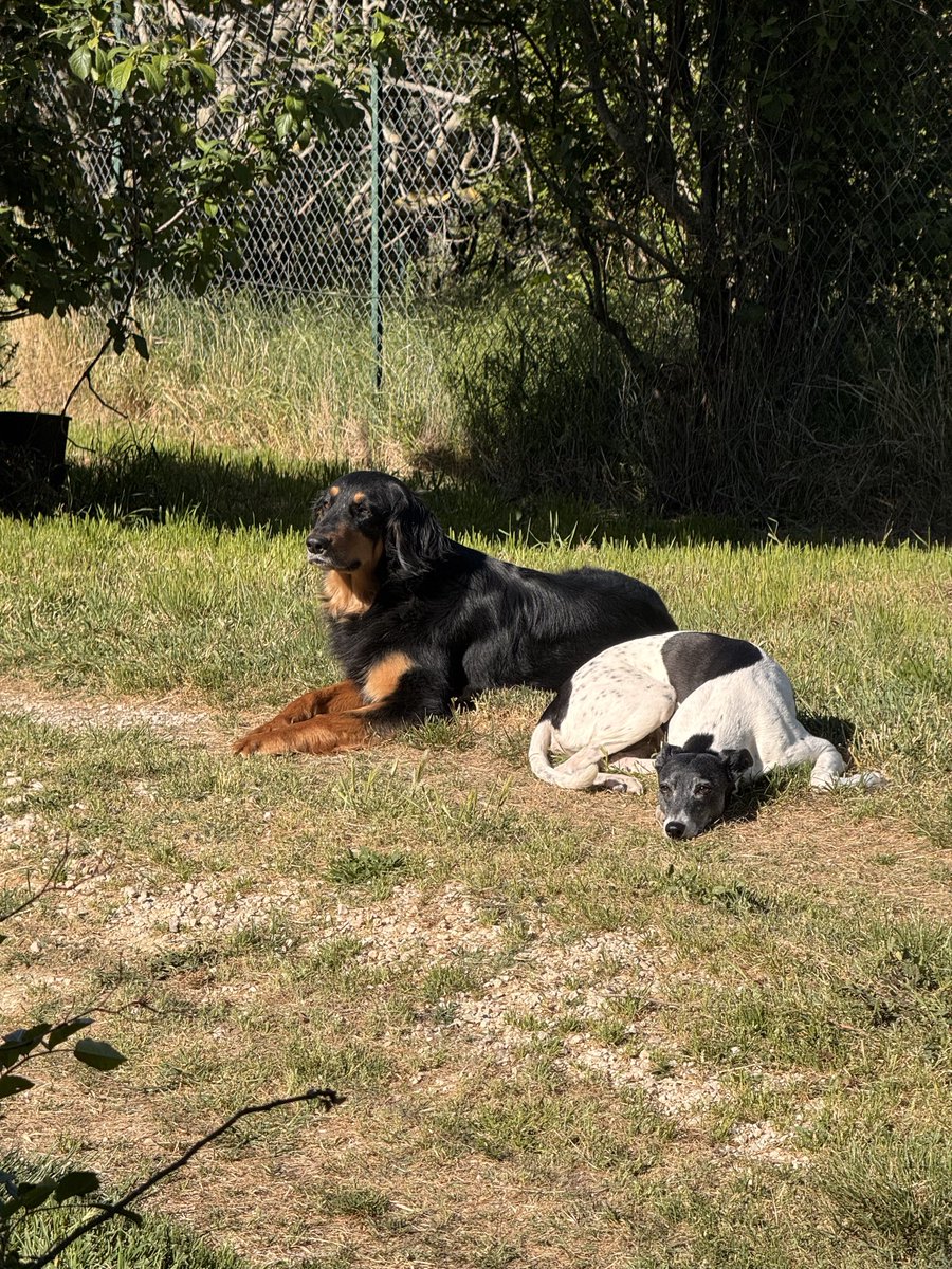 Ste quello dei cani! 🐶♊💙🖤⭐⭐ tweet media