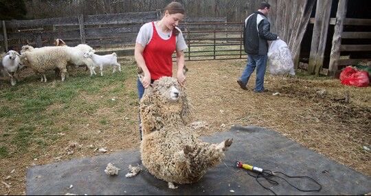 sheep tweet media