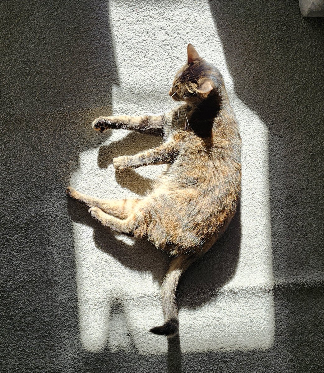 SnethenStl's tweet image. #caturday a day late
🐈‍⬛️🌞