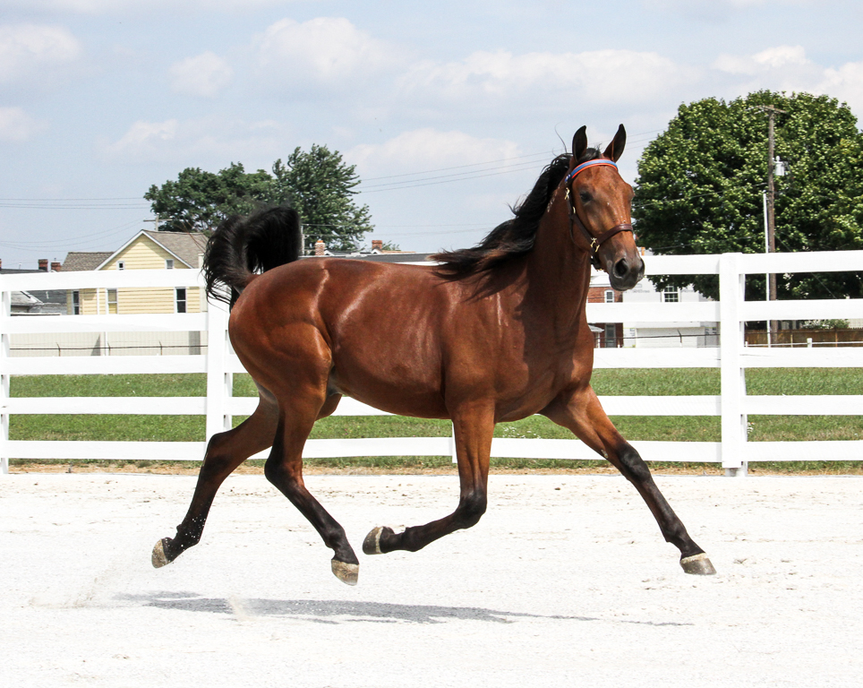 Hanover Shoe Farms tweet media