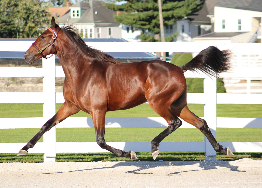 Hanover Shoe Farms tweet media