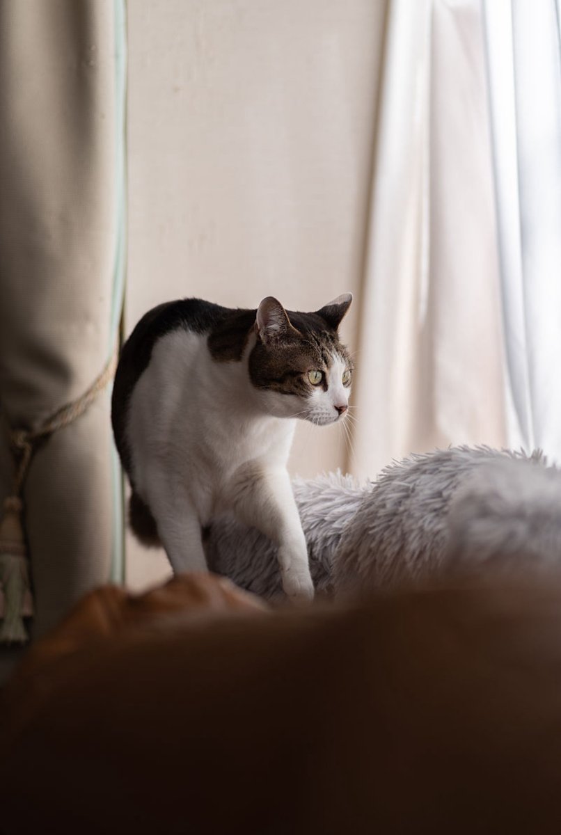 EmilieGrincourt's tweet image. Just 5 more minutes of "researching" cat videos… my laptop’s pretending to be busy anyway  #WorkFromHome #SlackLife