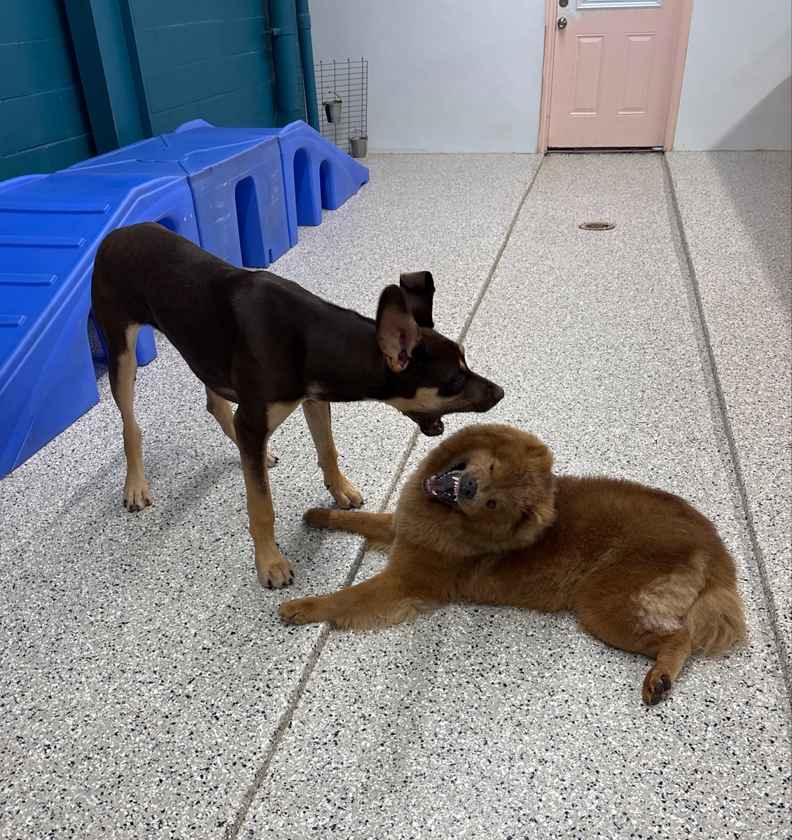 metro_plano's tweet image. Girls just want to have fun 💕✨

#FriendshipGoals #Besties #itsAGreatDayToPlay #doggydaycare #petgrooming #CutePets #cutedogs #petboarding #PlanoDogs #Planodogdaycare #dogs #fortworth #MetroAnimals