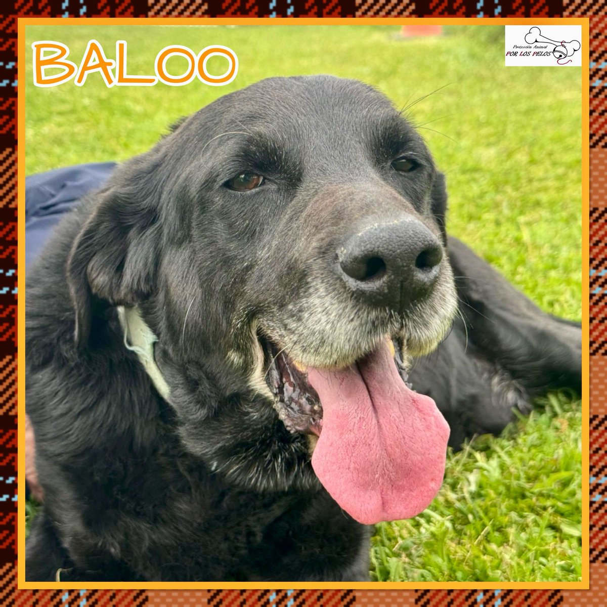PerreraToledo's tweet image. 🐶BALOO🐶 precioso #labrador 9añitos busca #acogida #adopcion URGENTE. Abandonado por su propia familia cuando se cansaron de él. Un perro de casa, no entiende nada y necesita otra oportunidad. Le encanta jugar y es muy sociable👉buff.ly/4ht4Txr