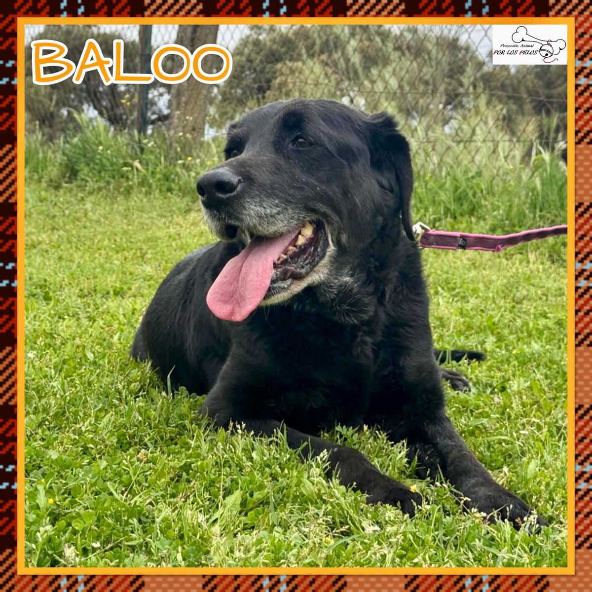 PerreraToledo's tweet image. 🐶BALOO🐶 precioso #labrador 9añitos busca #acogida #adopcion URGENTE. Abandonado por su propia familia cuando se cansaron de él. Un perro de casa, no entiende nada y necesita otra oportunidad. Le encanta jugar y es muy sociable👉buff.ly/4ht4Txr