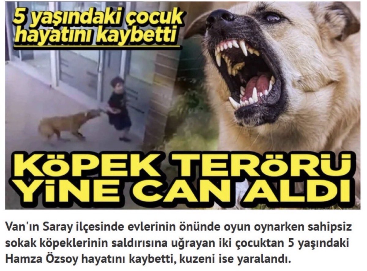 Osman Mesten tweet media