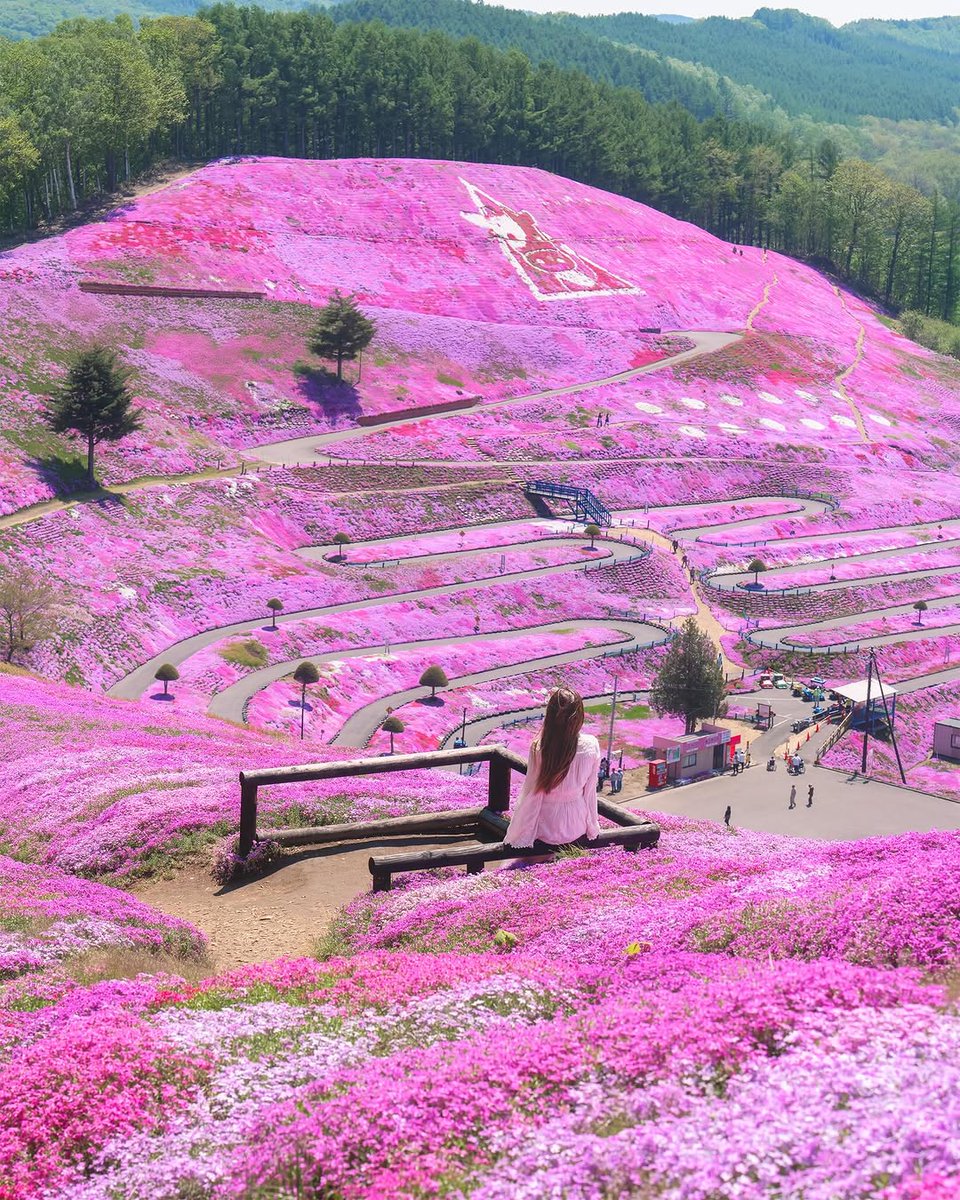 PrettyCitiesX's tweet image. Higashimokoto Shibazakura Park, Japan 🇯🇵