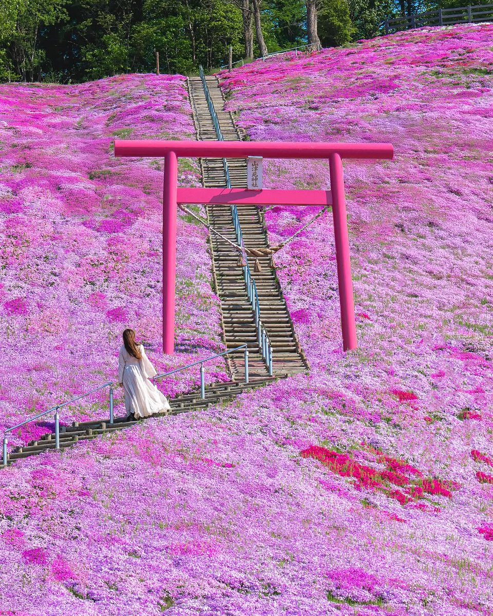 PrettyCitiesX's tweet image. Higashimokoto Shibazakura Park, Japan 🇯🇵
