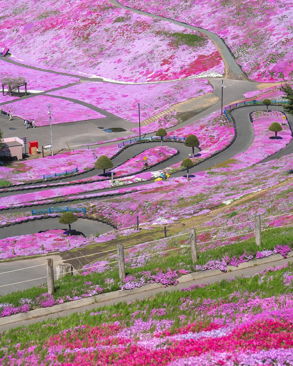 PrettyCitiesX's tweet image. Higashimokoto Shibazakura Park, Japan 🇯🇵