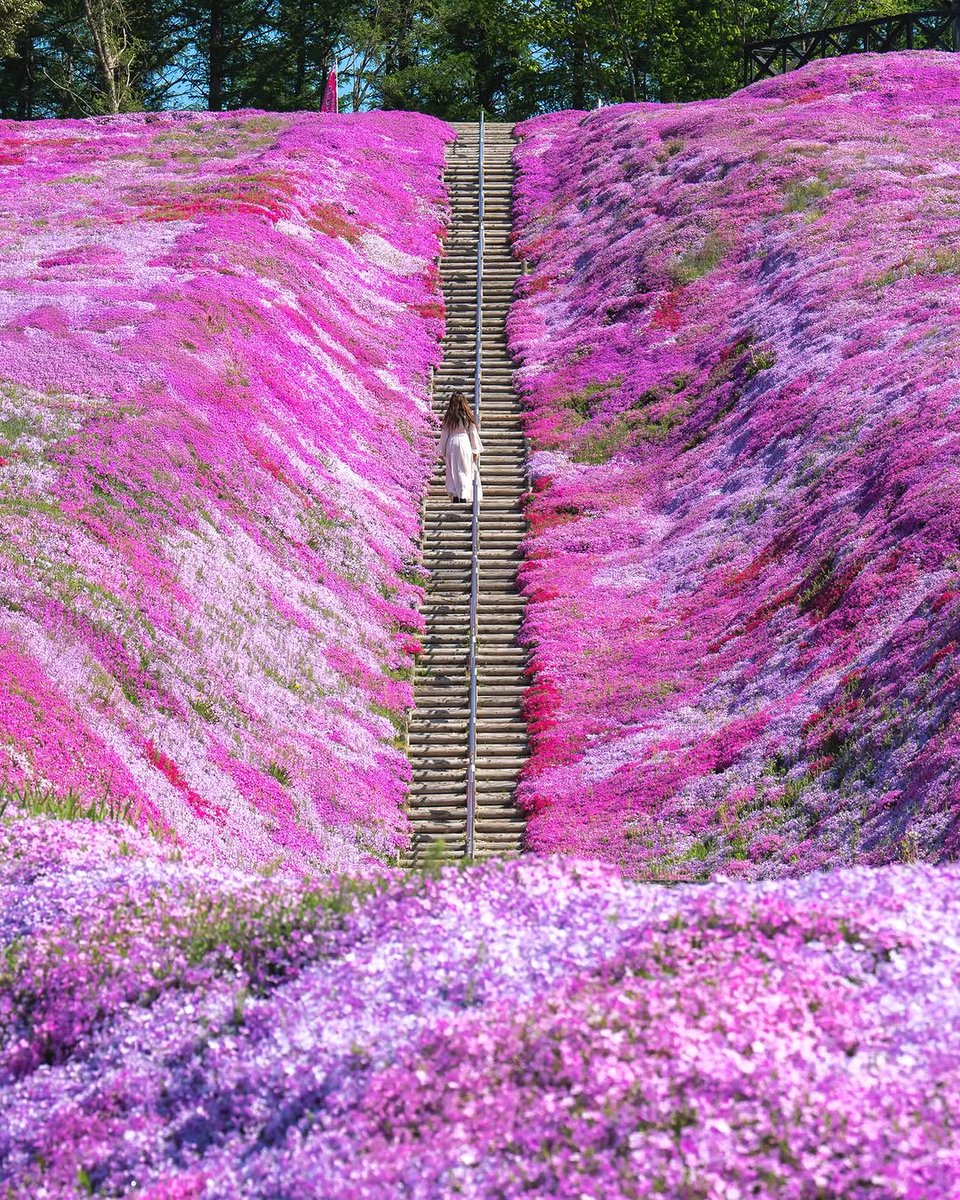 PrettyCitiesX's tweet image. Higashimokoto Shibazakura Park, Japan 🇯🇵