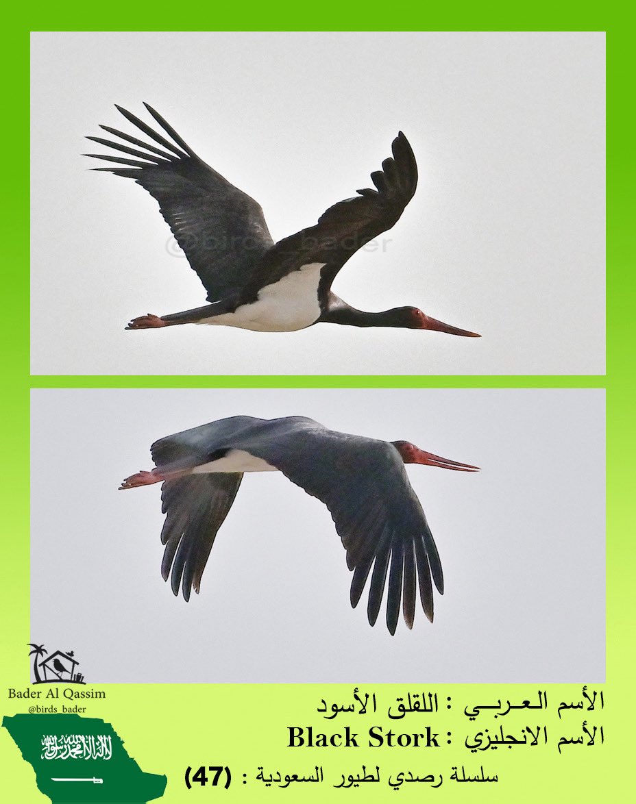 راصد طيور السعودية Saudi birds 🇸🇦 tweet media