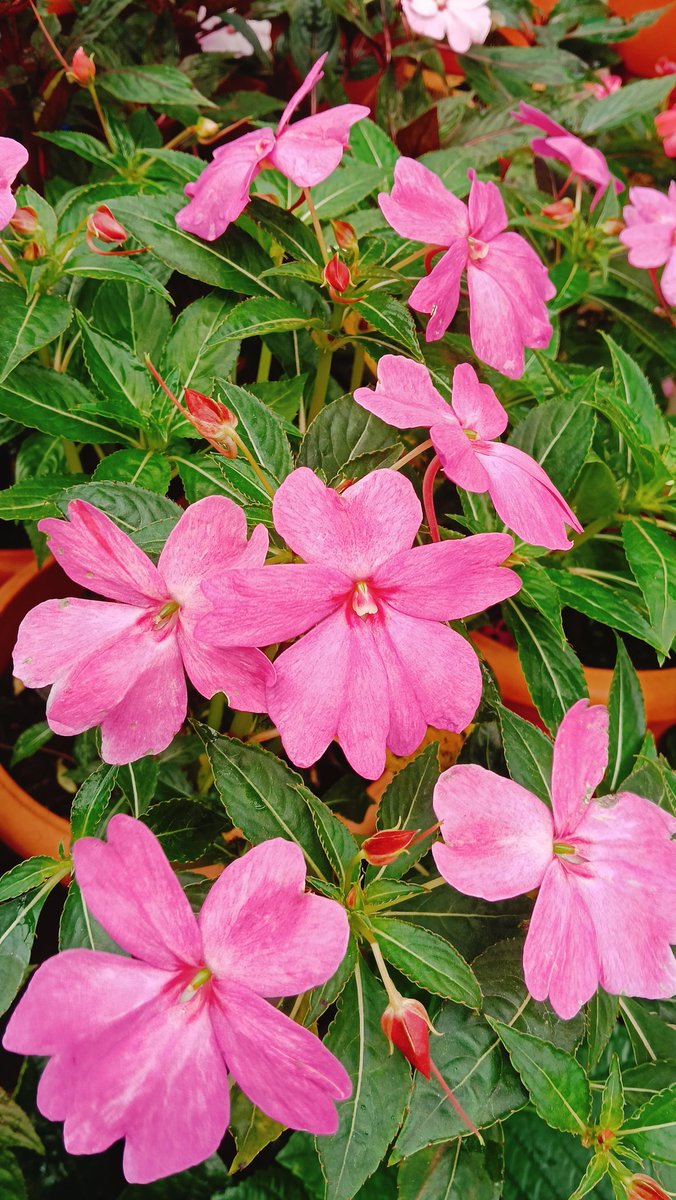 banup_0803's tweet photo. Pink 🩷
#BPClicks https://t.co/csOXEVKqQ6