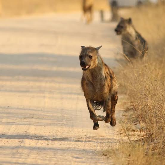 Hyena tweet media