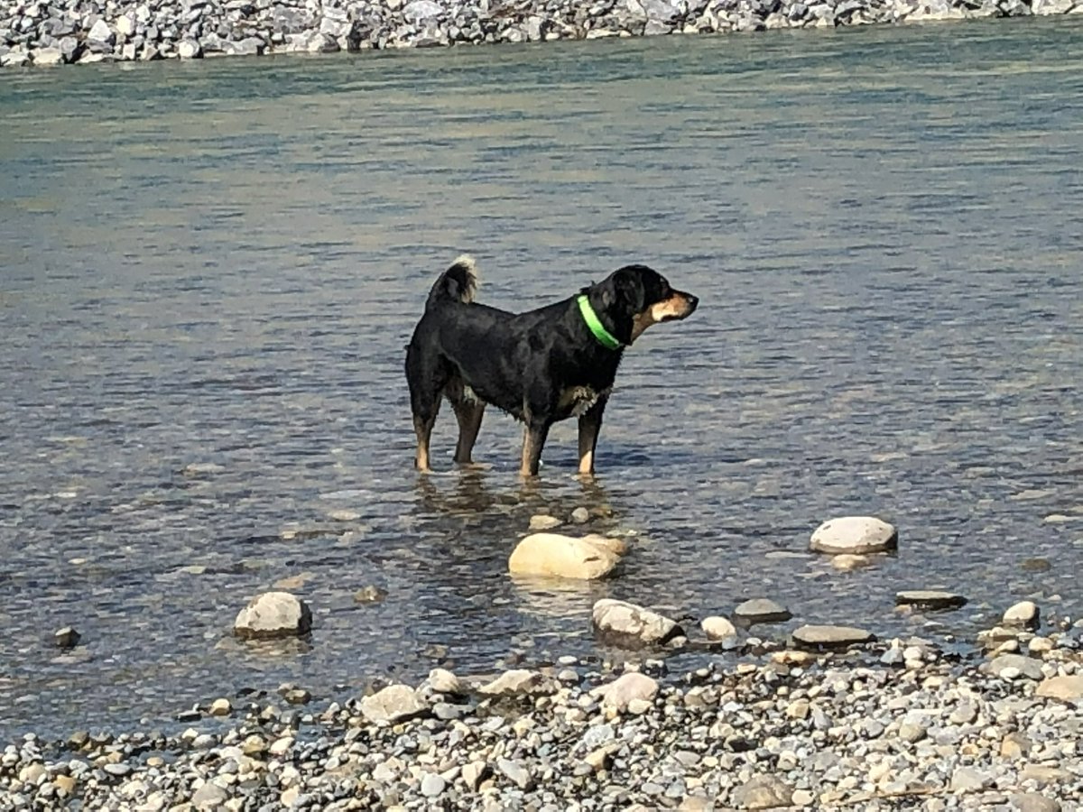 Hellbeastly's tweet image. Happy Sunday everyone!!!! Have a marvellous day!!! #DogsOfTwitter