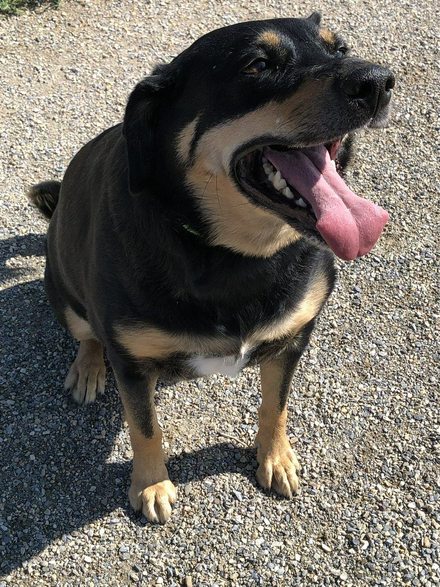 Hellbeastly's tweet image. Happy Sunday everyone!!!! Have a marvellous day!!! #DogsOfTwitter