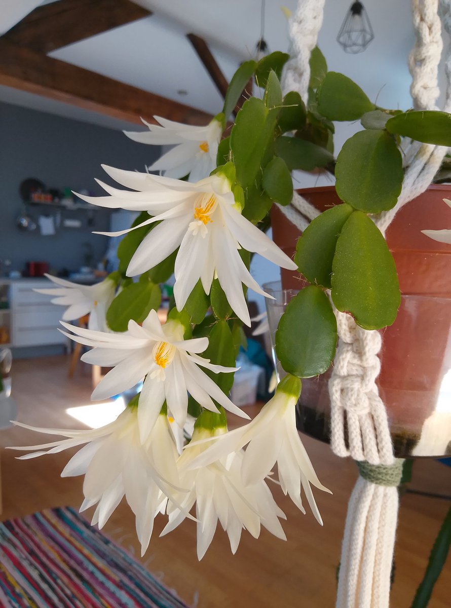 ianMpackham's tweet photo. Celebrating the small things in life with this pic of my Easter cactus https://t.co/dBpqfIRHDW