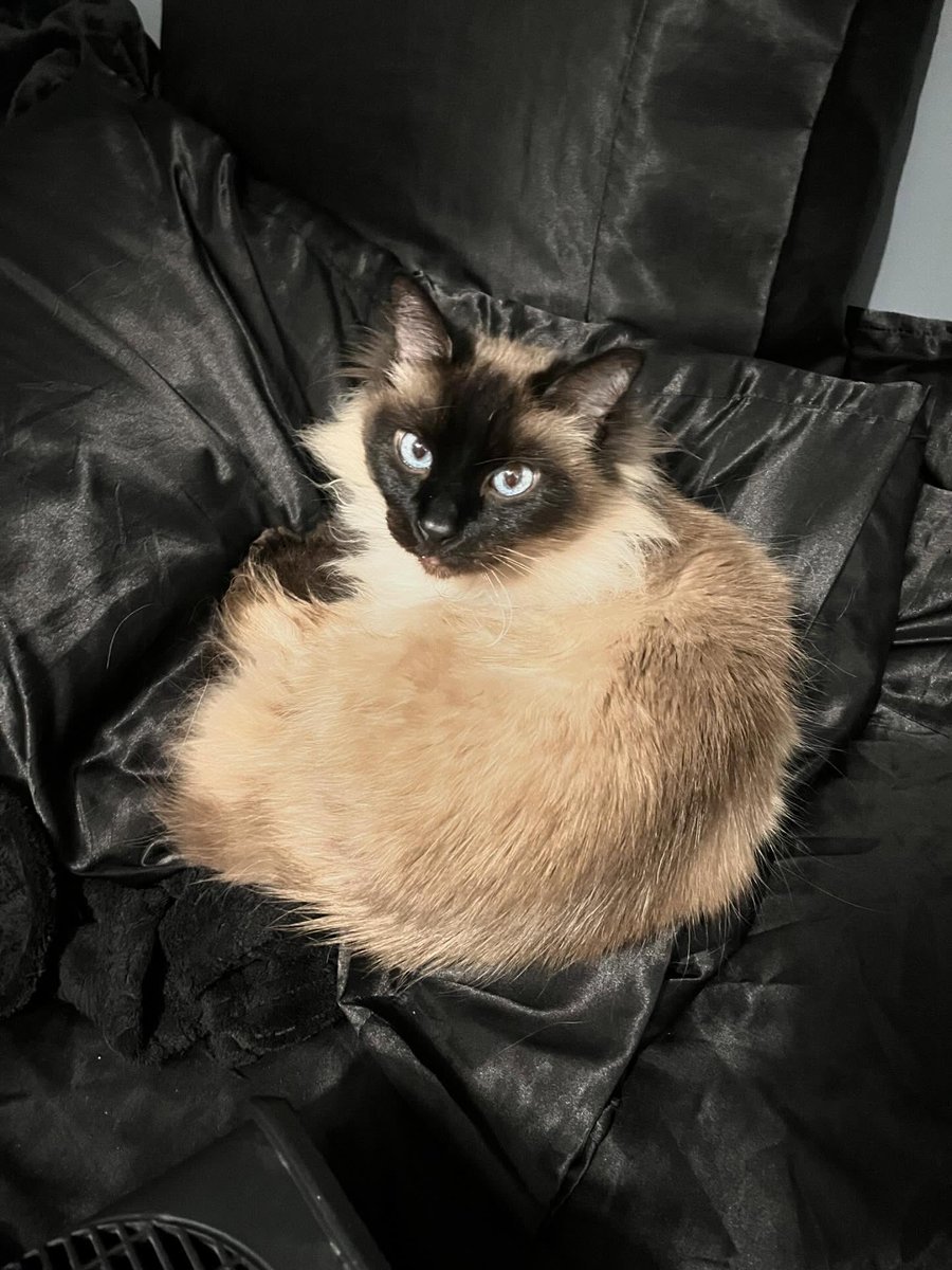 LilimarHQ's tweet photo. https://t.co/1dwlRnUw47