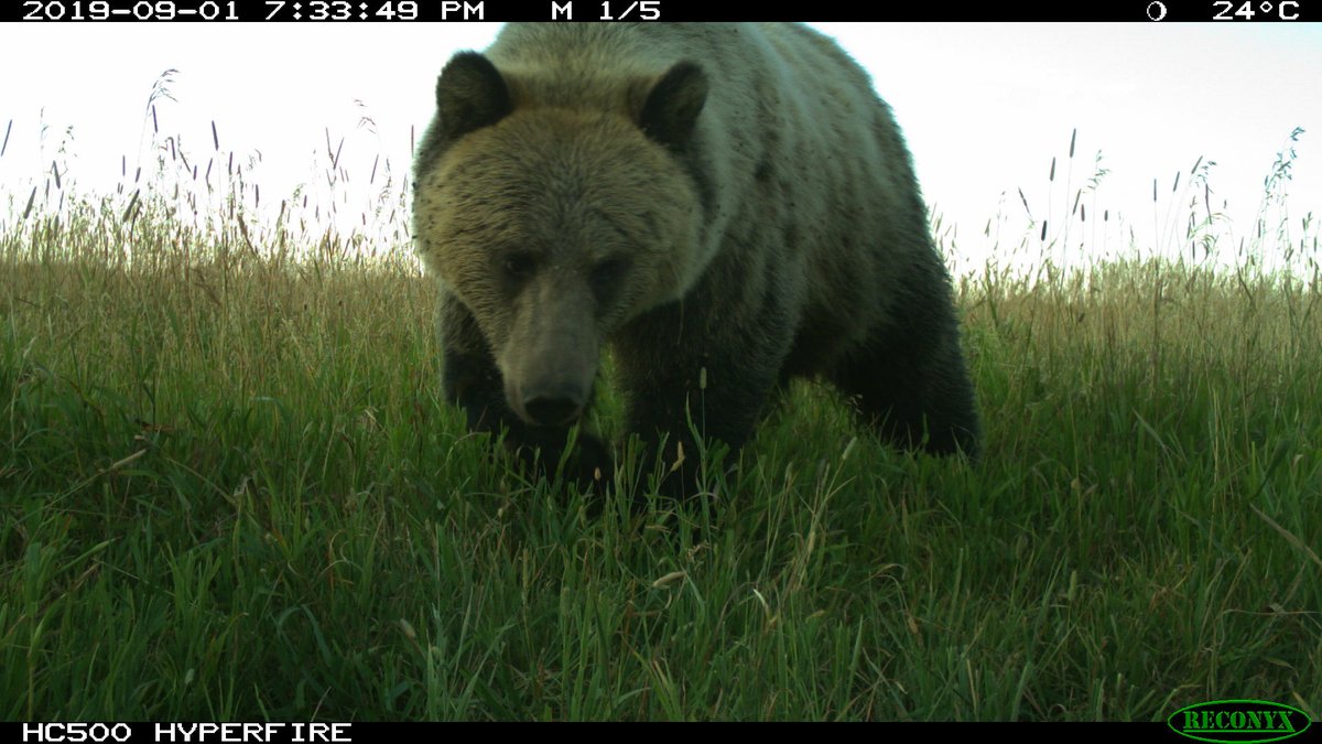 trailcam tweet media