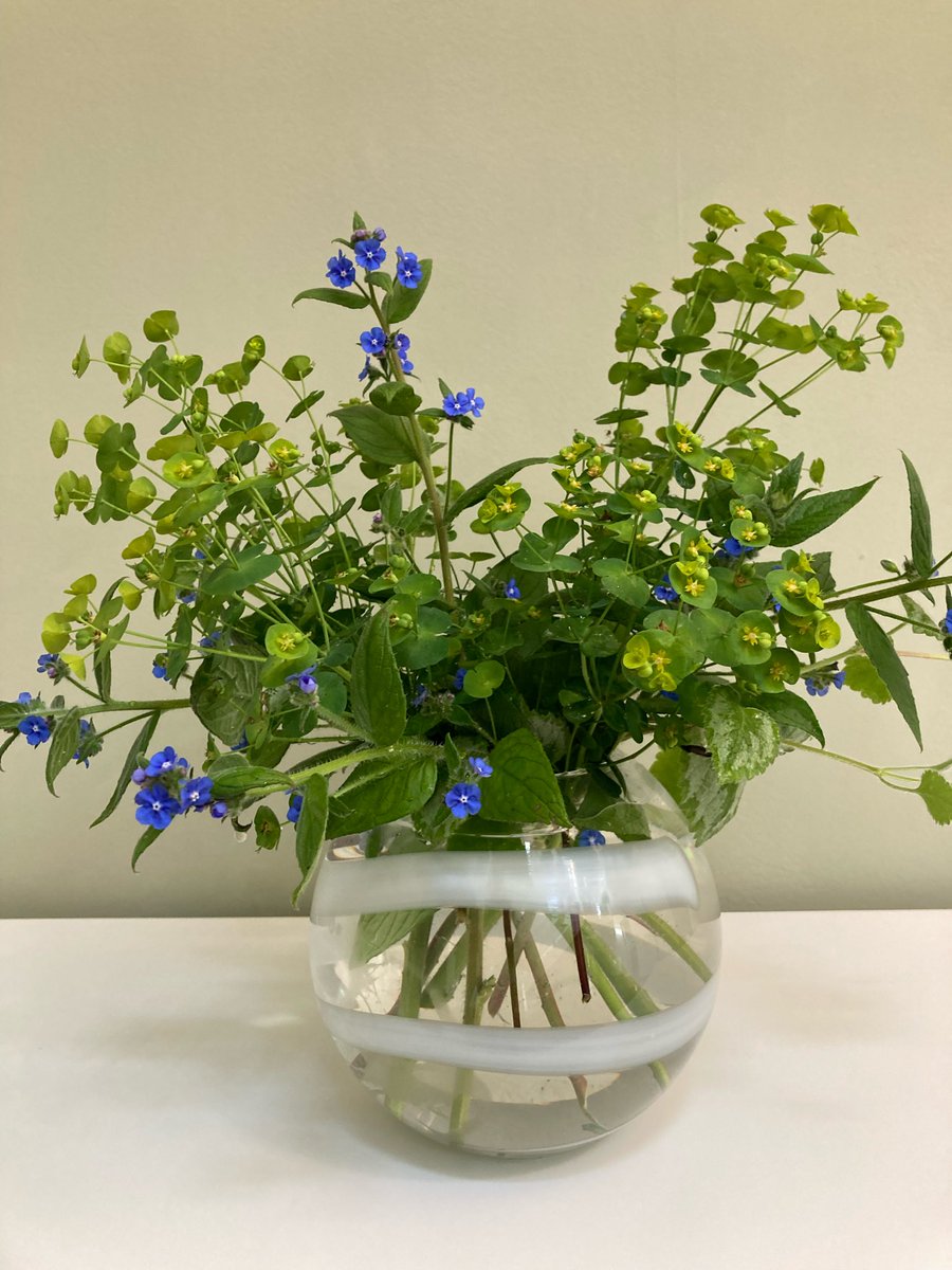 DrCarolPercy's tweet photo. Have gone for alkanet and euphorbia. Both are irritating 😠 if injured or roughly handled.
#LanguageOfFlowers https://t.co/iGt6HUhskA