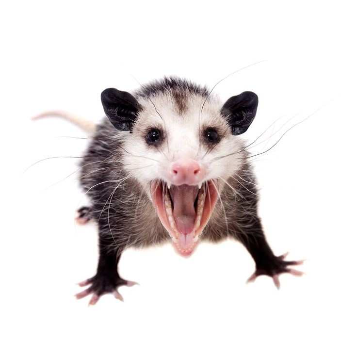 malu 🦇 tweet media