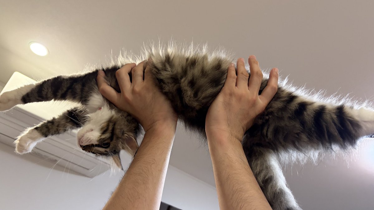 あまりにも人間大好きCATなのでよく取ったどー！！！をされてる図
※安全に配慮しながらやってます