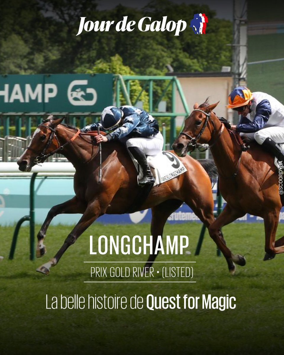 Jour_de_Galop's tweet photo. ⭕ #ParisLongchamp – Prix Gold River (L)

Quest for Magic (Motivator) décroche son black type avec courage. La pensionnaire de S. Wattel, montée par T. Bachelot pour Tolmi Racing et Nightchill LLC, domine Rabbit’s Foot et Karla Jet. 

👉 https://t.co/oZJcmHeLGj https://t.co/iH76tFMnjA
