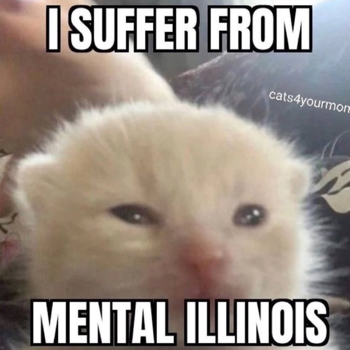 Punch Cat tweet media