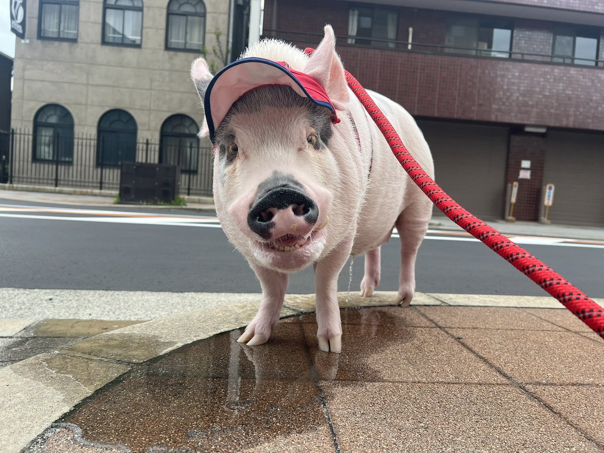 おもち🐽🖤マイクロブタ tweet media
