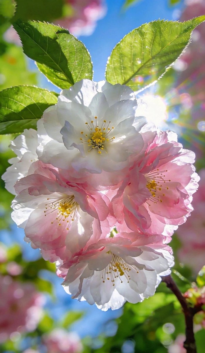 mshafqat72's tweet image. Good afternoon! 

May your afternoon be as soft, pure and peaceful as these beautiful flowers 💐✨

#goodafternoon #blessed #peaceful #softness
#flowerpower