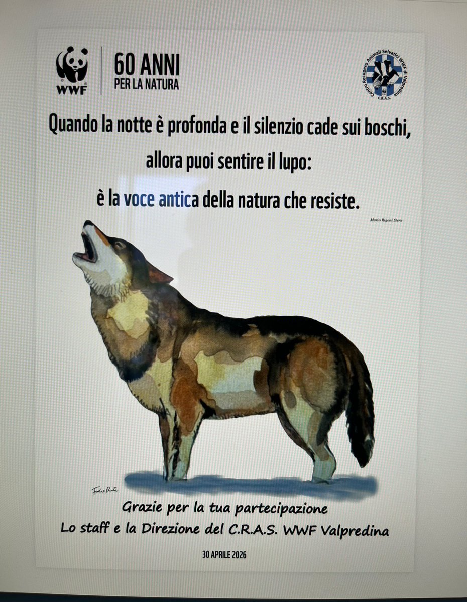 WWFitalia's tweet image. Lo scorso 30 aprile è stata inaugurata presso il CRAS #WWF di Valpredina (BG) la nuova area che potrà ospitare in sicurezza i lupi bisognosi di cure e riabilitazione
W il #lupo , sempre
👇👇
bit.ly/4n7h5Hy