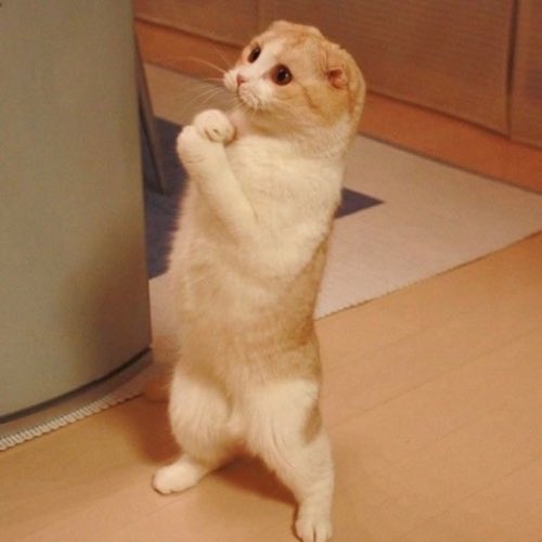 lolcat Official tweet media