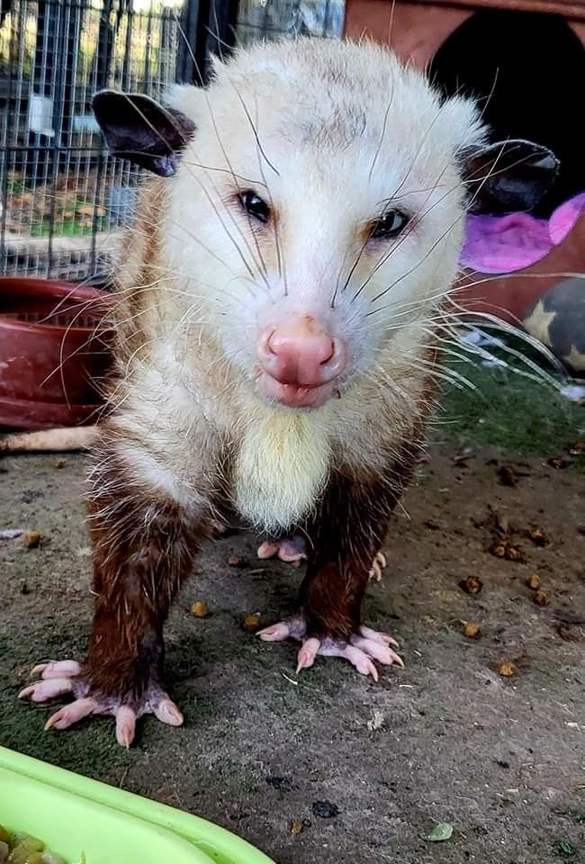 Don't test me. I'm a possum
