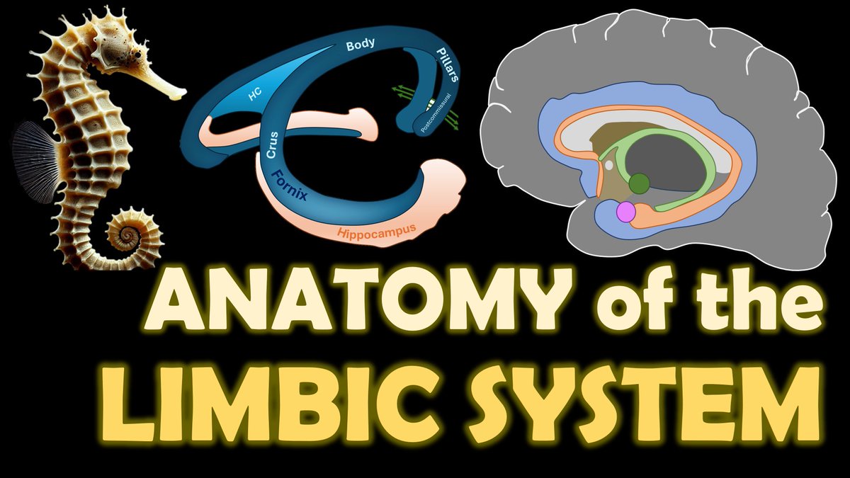 theneuroradguy's tweet image. One of the subjects that always fascinated me the most: the function &amp;amp; anatomy of the limbic system, now covered in a new video on my youtube channel. 

Link: youtube.com/watch?v=UuukbD…

#MEDed #FOAMed #radres #FOAMrad #RadEd #radiology #NeuroTwitter #Neurorad