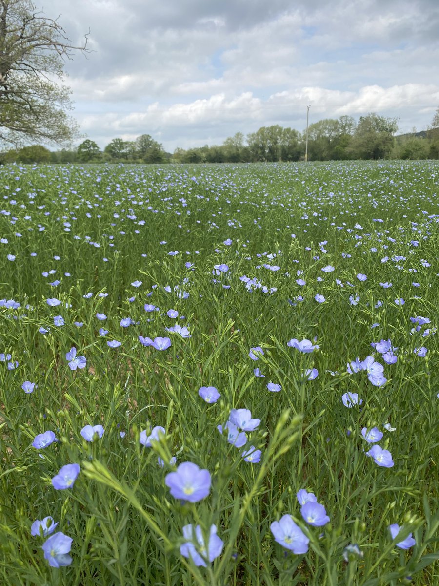 EdgeWoodlands's tweet photo. Working with the land, not against it 
From wildlife friendly gardening and habitat creation to discreet pest management and seasonal land care, I help spaces thrive naturally and sustainably. Real results, rooted in experience.

#LandManagement  #herefordshire https://t.co/a90Yh8WTei
