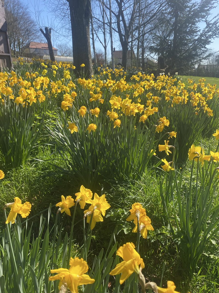 EdgeWoodlands's tweet photo. Working with the land, not against it 
From wildlife friendly gardening and habitat creation to discreet pest management and seasonal land care, I help spaces thrive naturally and sustainably. Real results, rooted in experience.

#LandManagement  #herefordshire https://t.co/a90Yh8WTei