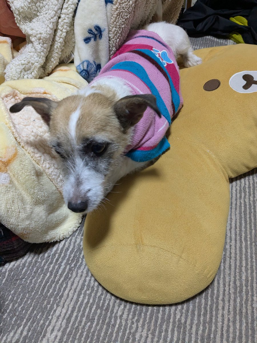 funakasa's tweet photo. わん https://t.co/Fgh43ti1Fj