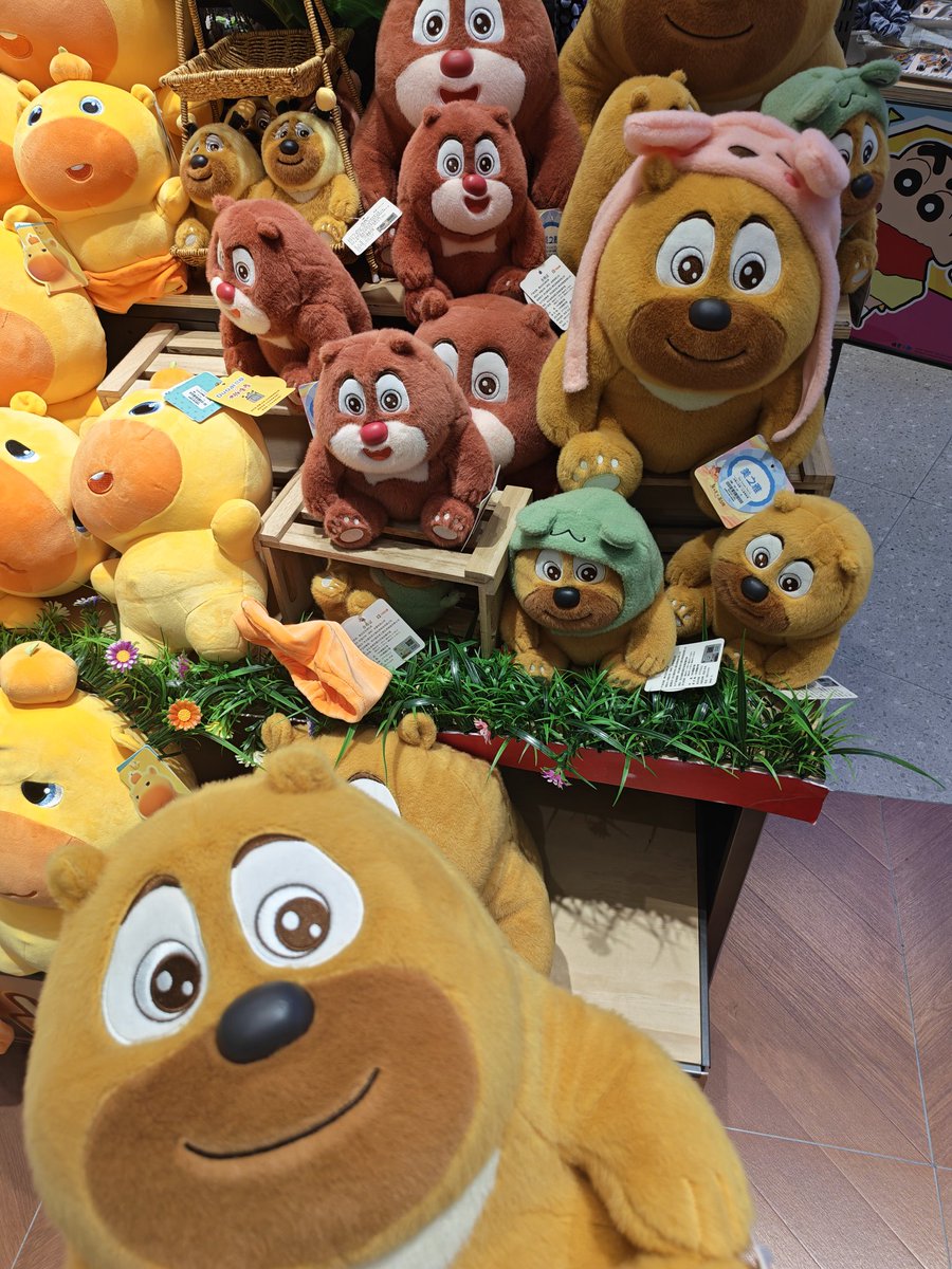 Arom2025's tweet photo. 好多🐻 https://t.co/XJarWLnvjE