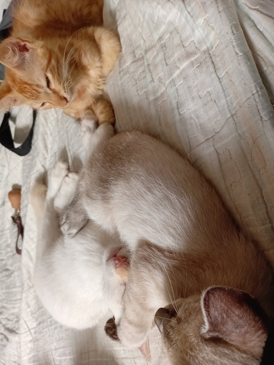 heriuz tweet media