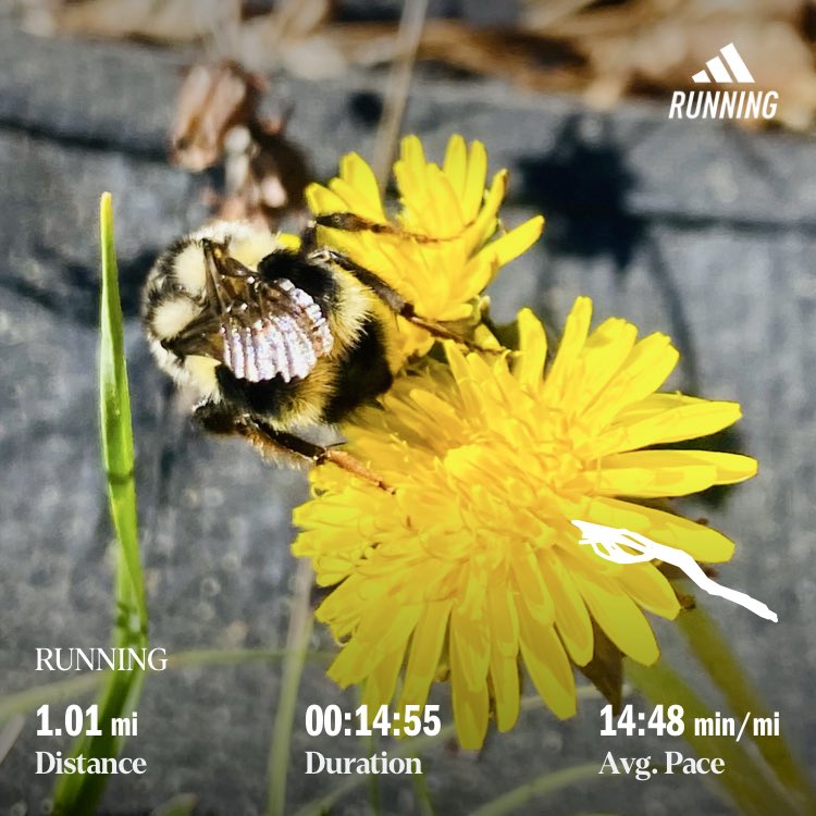 UkrainianGirl7's tweet image. PROTECT BUMBLEBEES! 🐝 
DONT SPRAY WEEDS!
PLEASE! 🙏 
#bees 
#weeds 
Running