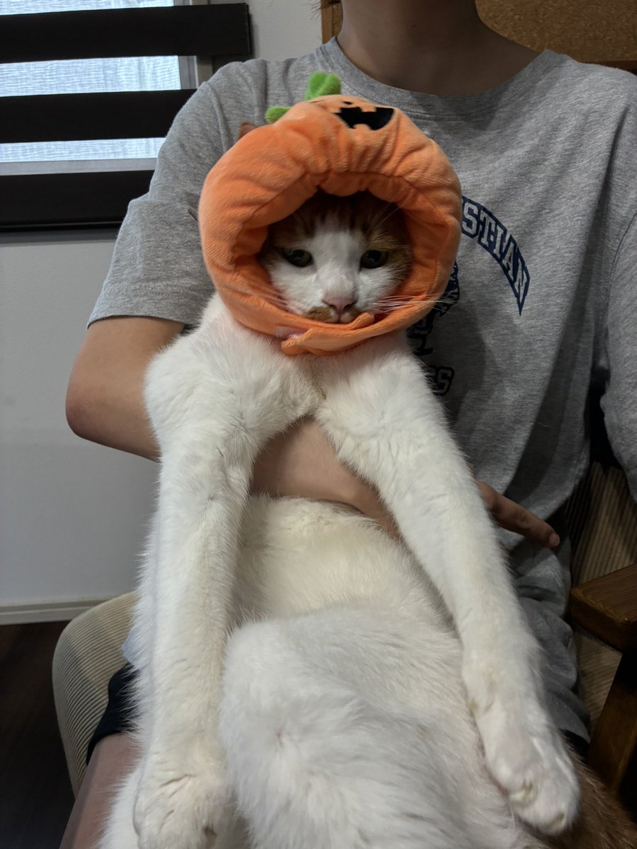 Neko tweet media