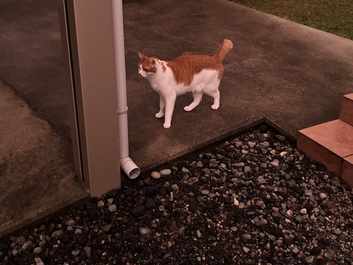 Neko tweet media