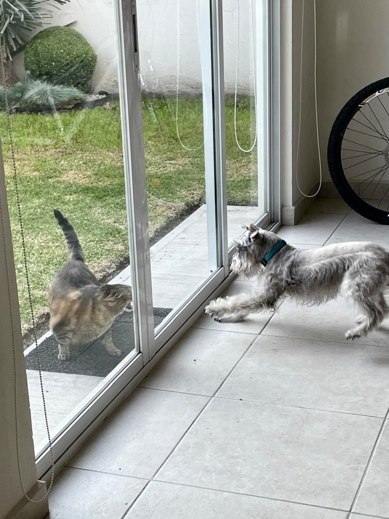Candlui's tweet photo. @escritosrame Amor en su máxima expresión 🤭🤭 Gretel y Mila https://t.co/kbgn1DVWzO