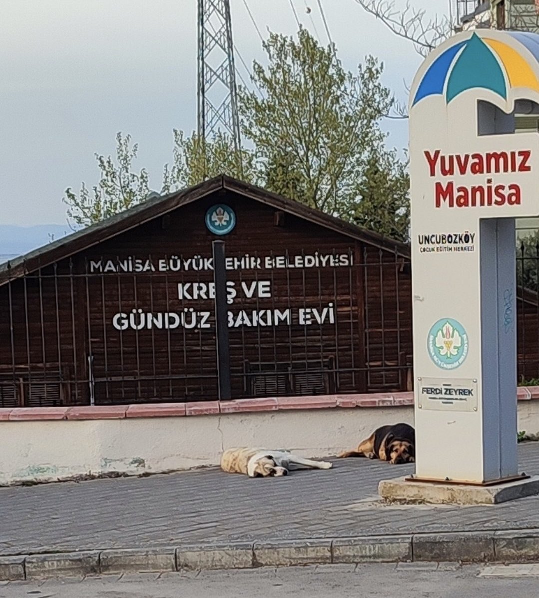BulutGulcuN's tweet photo. Çıldırmamak elde değil, Manisa’da kreş önünde avını bekleyen etobur yırtıcılar! İmdaat! 
#Başıboşterörü
#Hamzayıköpekyedi https://t.co/kv0bNYLyA5