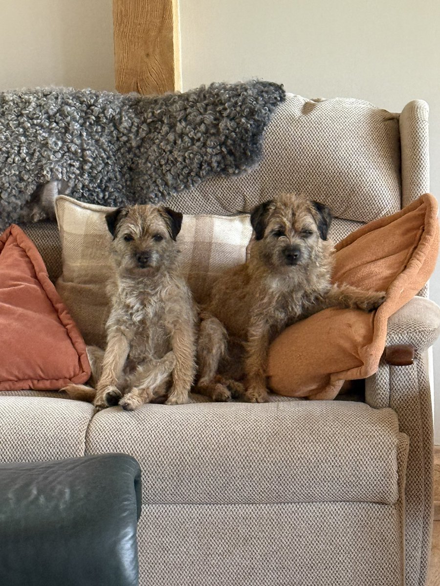 Otta and Gypsy 🐶🐶🏴󠁧󠁢󠁳󠁣󠁴󠁿 tweet media